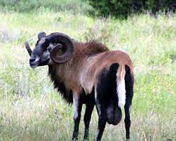 Corsican Ram Hunting Tennessee